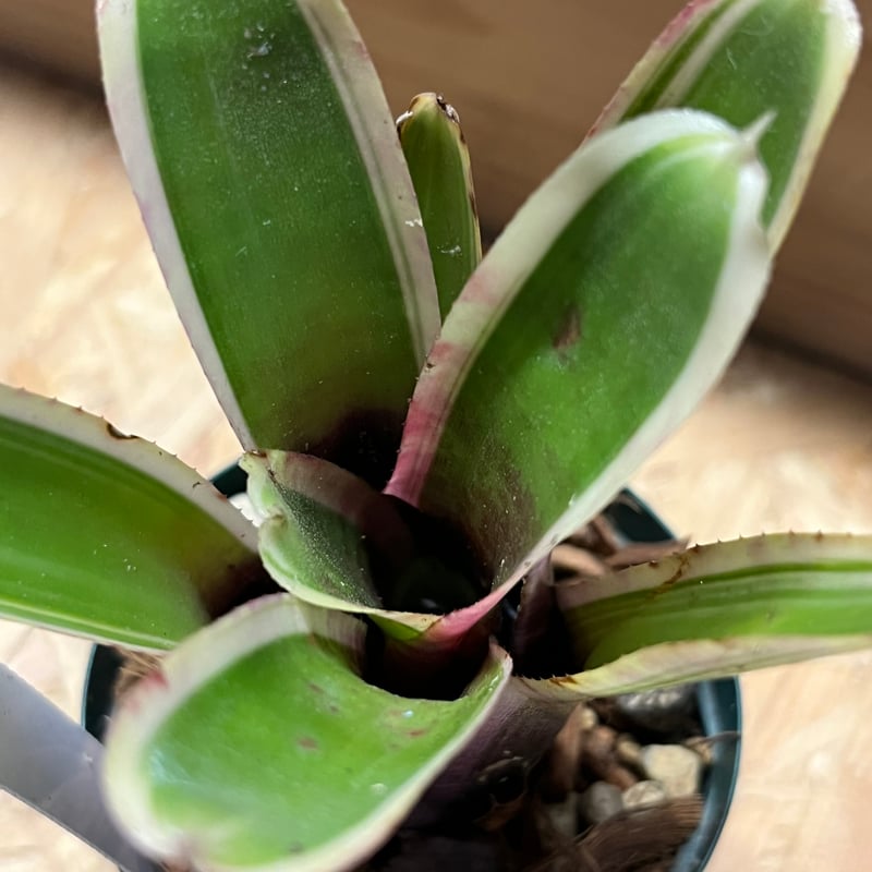 ネオレゲリア クリオ | GREEN LUCK