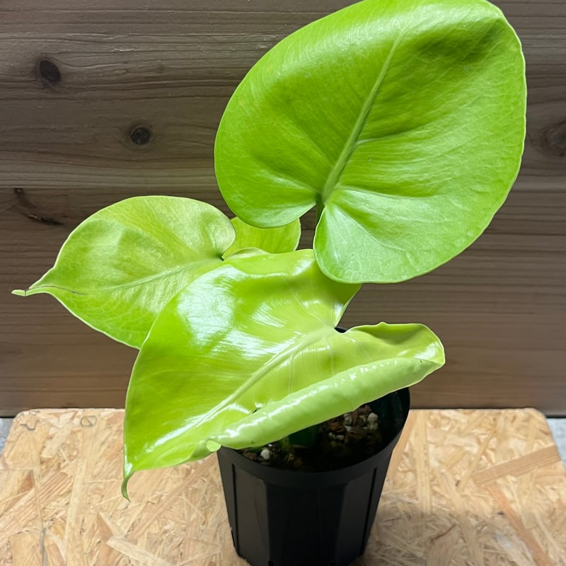 モンステラ デリシオーサ ゴールドリーフ | GREEN LUCK