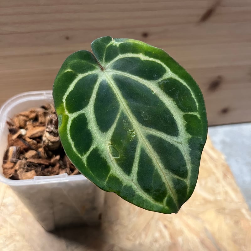 Anthurium besseae アンスリウム　ベッセアエ Yahoo!オークション - Anthurium Besseaeアンスリウム ベッセアエ