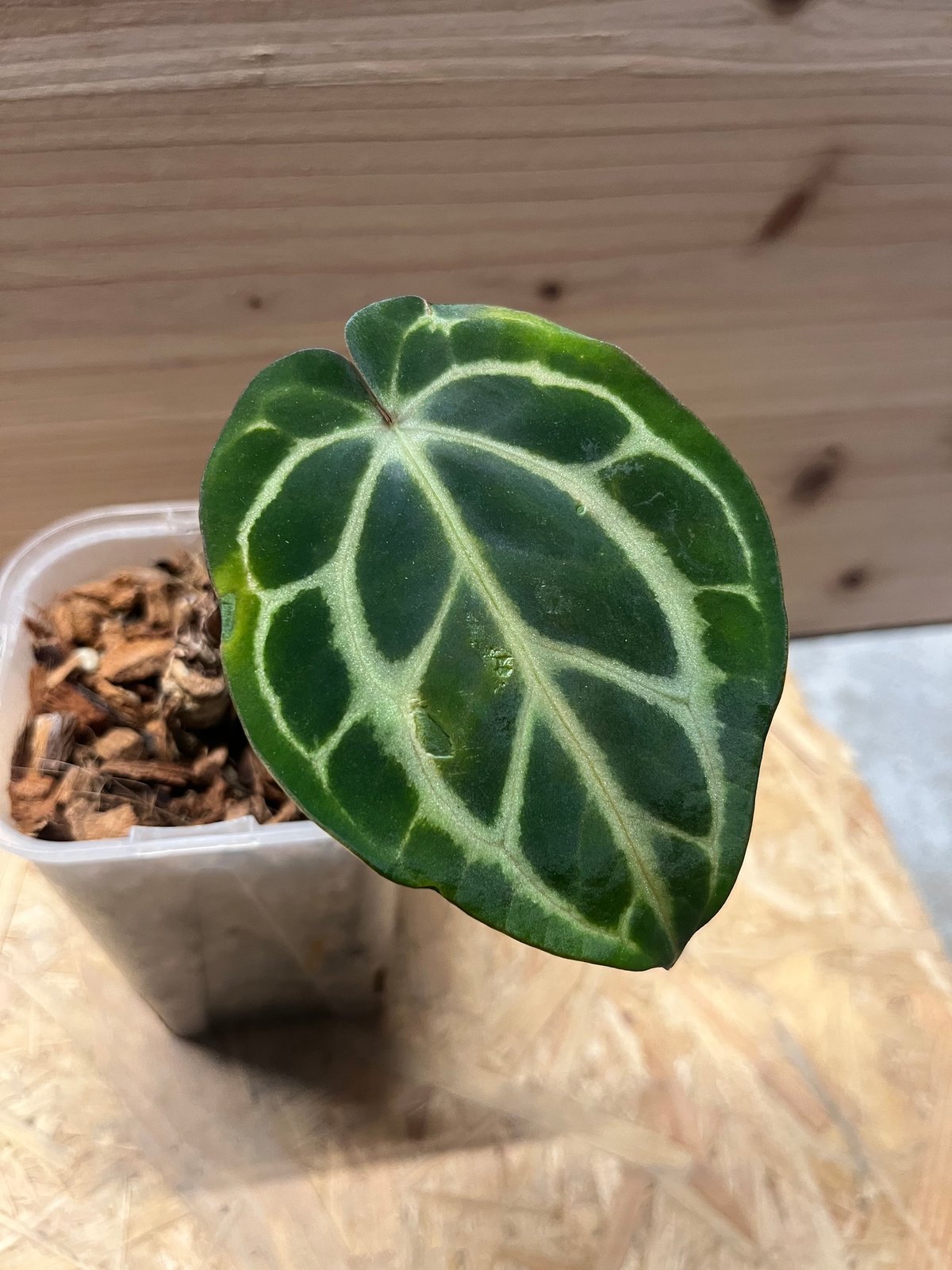 Anthurium besseae アンスリウム ベッセアエ fit=scale-down,w=1200