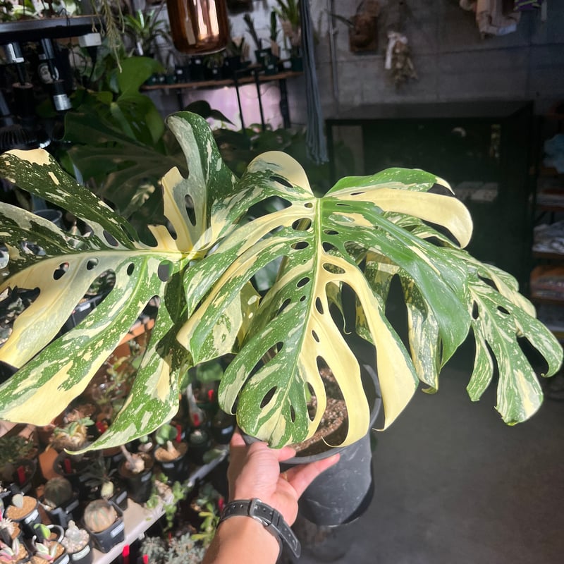 モンステラ デリシオーサ 'タイコンステレーション セレクト' | GREEN LUCK