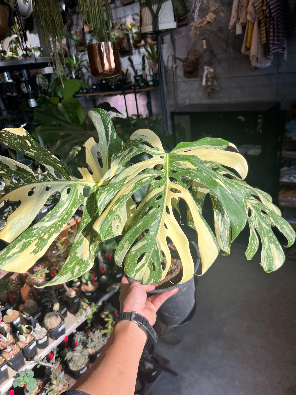 モンステラ デリシオーサ 'タイコンステレーション セレクト' | GREEN LUCK