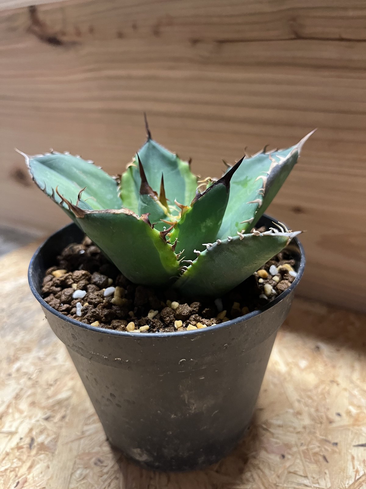 大幅値下げ‼︎agave titanota banana peel アガベ チタノタ バナナ ピール