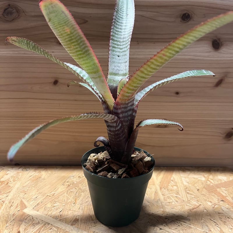 エクメア ヌディカウリス フロスティーザスノーマン | GREEN LUCK