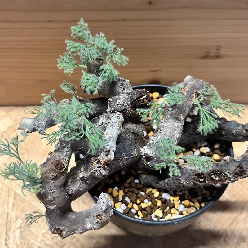 【特選株】モンソニアムルチフィダ サルコカウロン チレコドン ペアルソニー 特選株】モンソニアムルチフィダ サルコカウロン チレコドン ペアルソニー