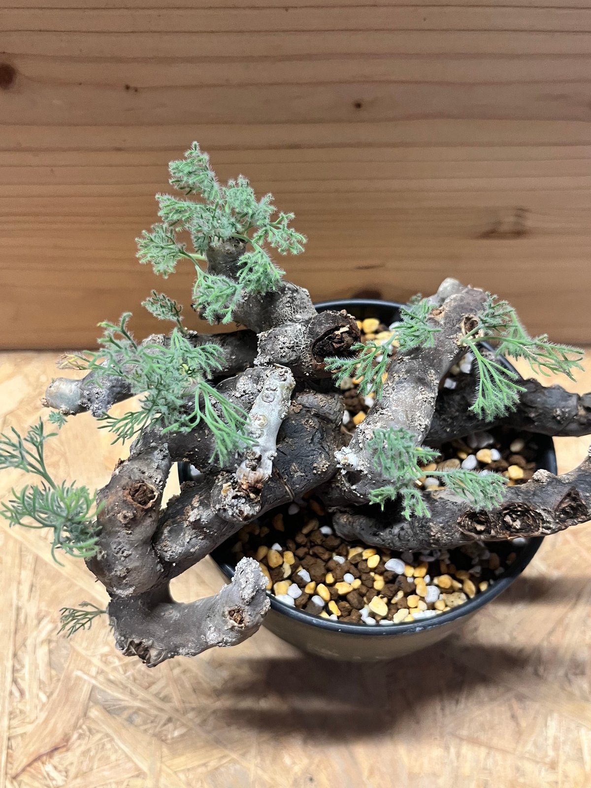 モンソニア ムルチフィダ （サルコカウロン） | GREEN LUCK