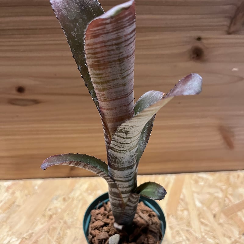 ビルベルギア ユーチューブ | GREEN LUCK