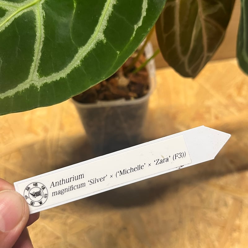 アンスリウム マグニフィカム'シルバー'×（ミシェル×ザラ）F3 | GREEN LUCK