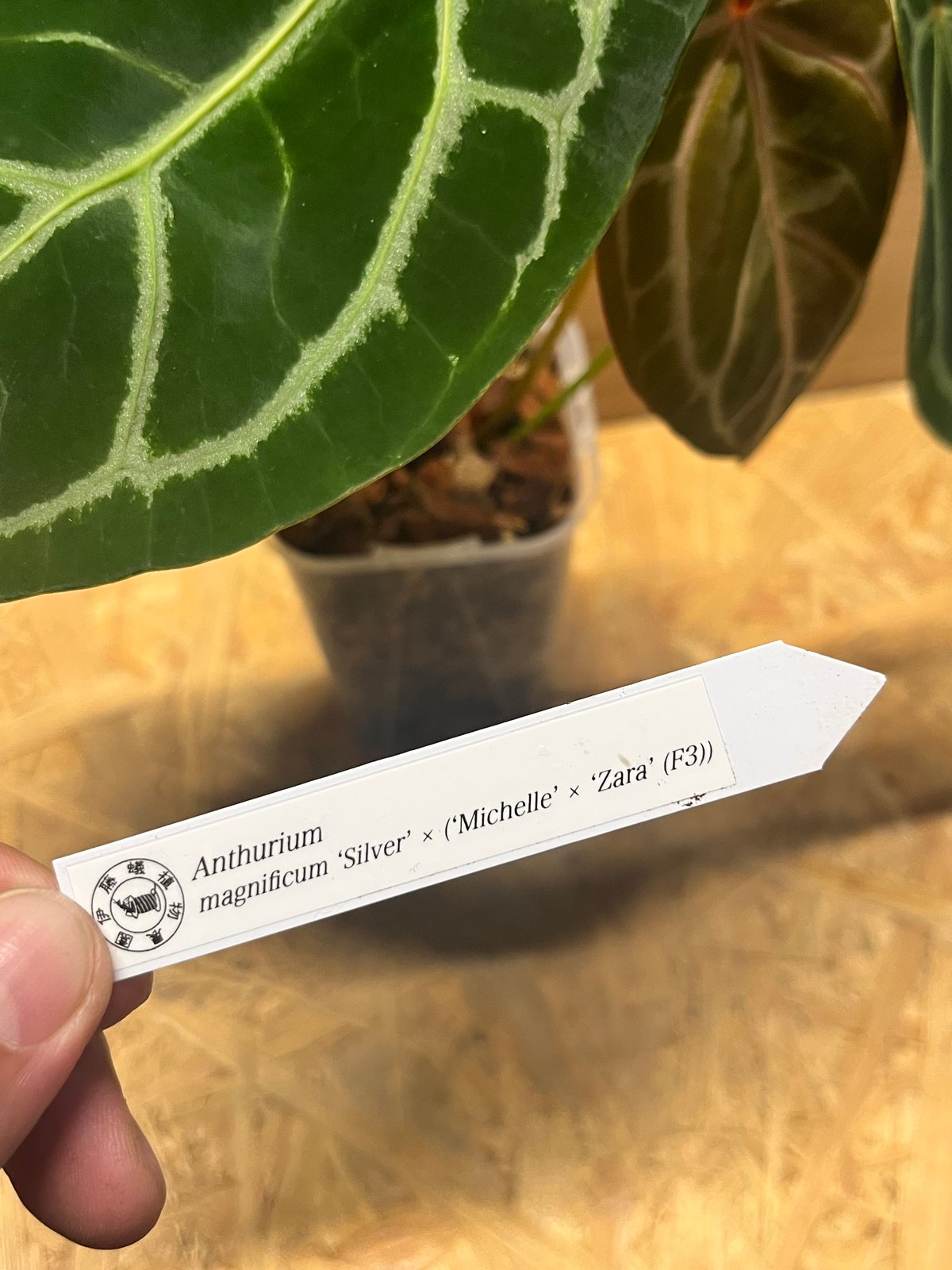 アンスリウム マグニフィカム'シルバー'×（ミシェル×ザラ）F3 | GREEN LUCK