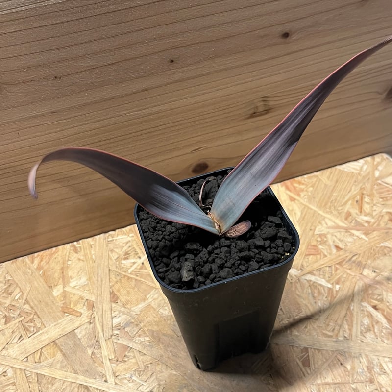 ウェルウィッチア ミラビリス 奇想天外 | GREEN LUCK