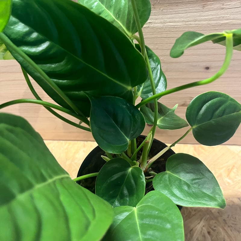 アンスリウム ベイチー | GREEN LUCK