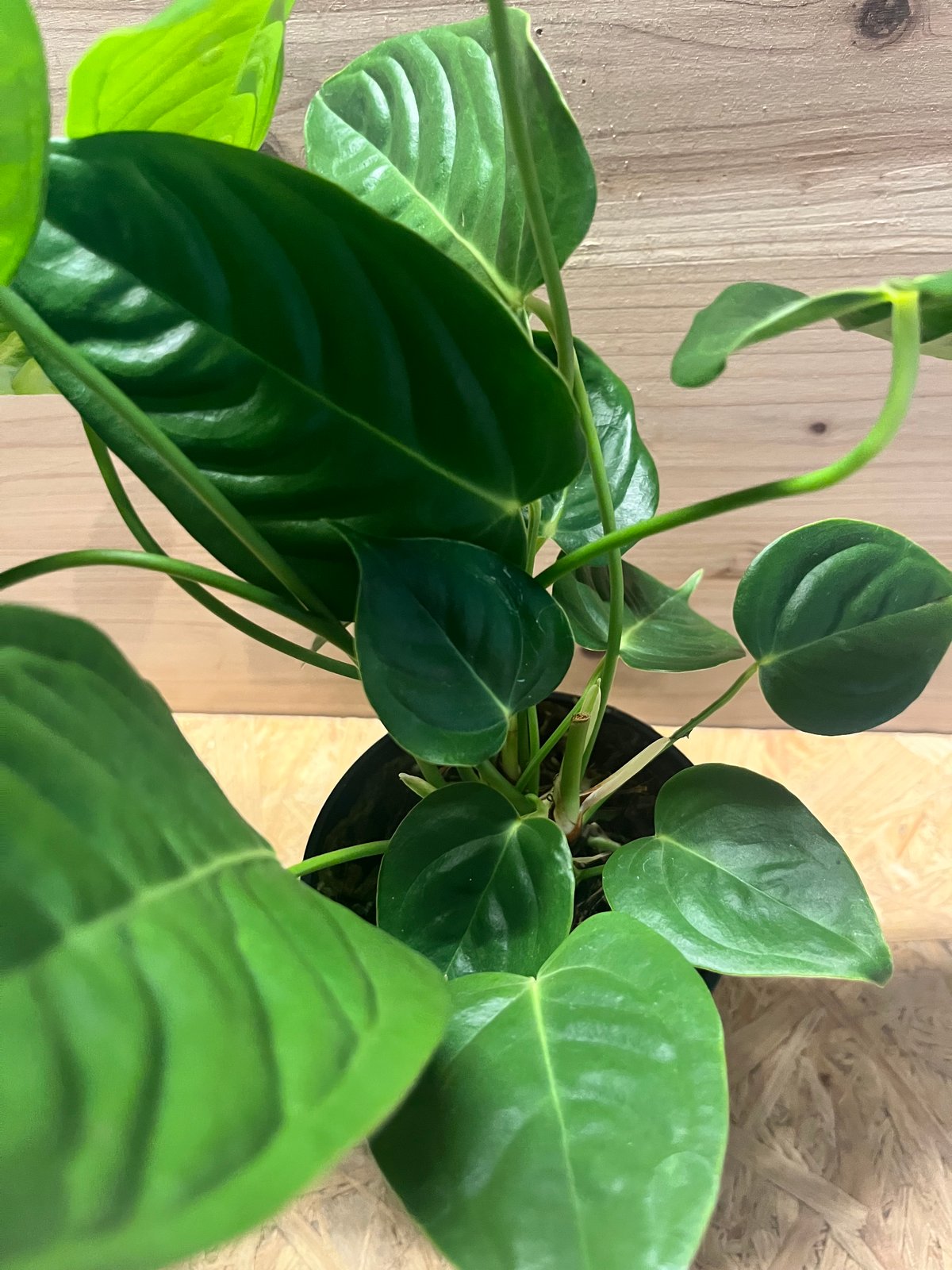 アンスリウム ベイチー | GREEN LUCK