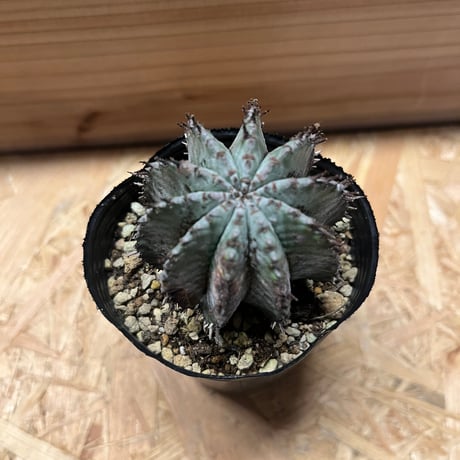 ユーフォルビア　ホリダ
