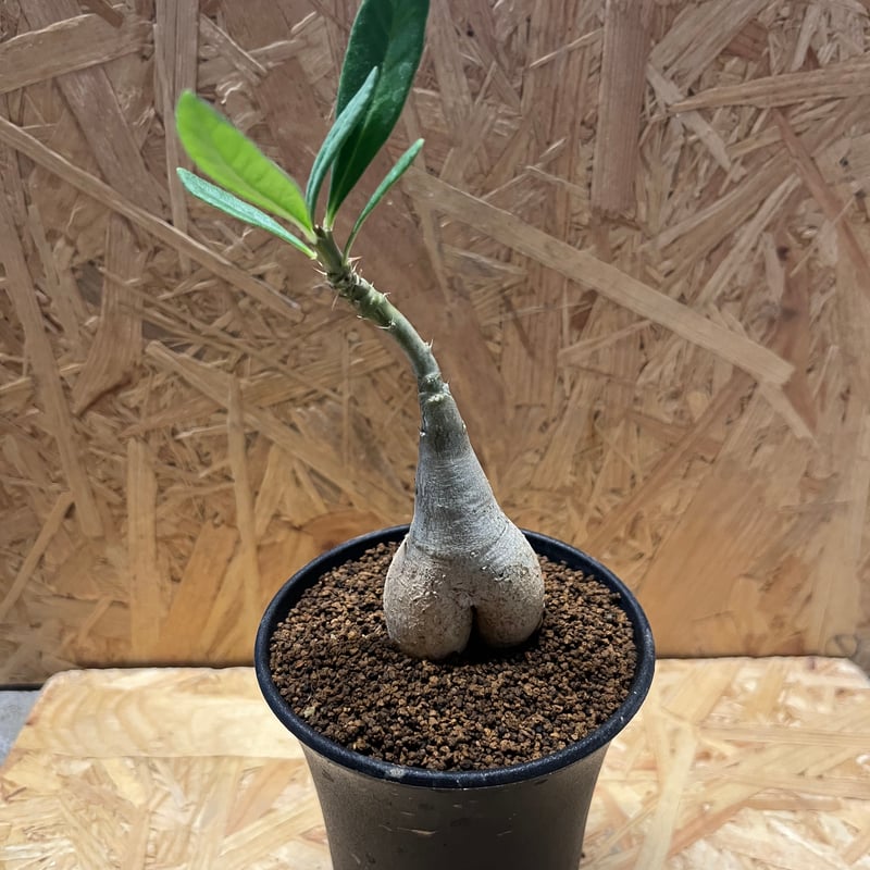 パキポディウム ビスピノーサム | GREEN LUCK