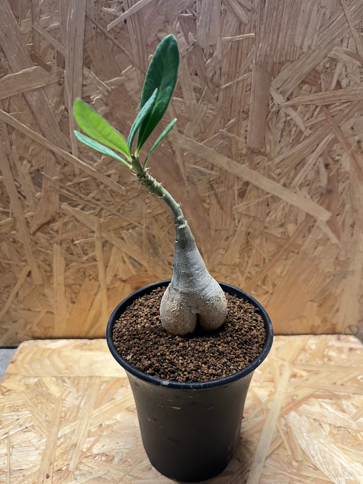 パキポディウム ビスピノーサム | GREEN LUCK