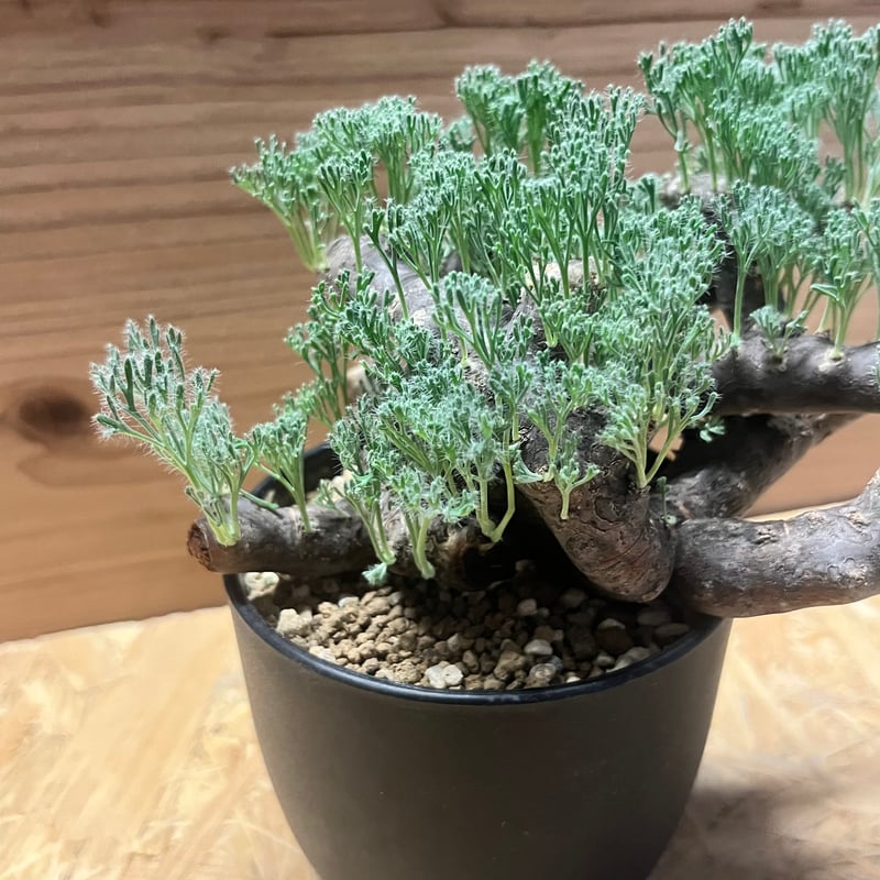 モンソニア ムルチフィダ （サルコカウロン） | GREEN LUCK