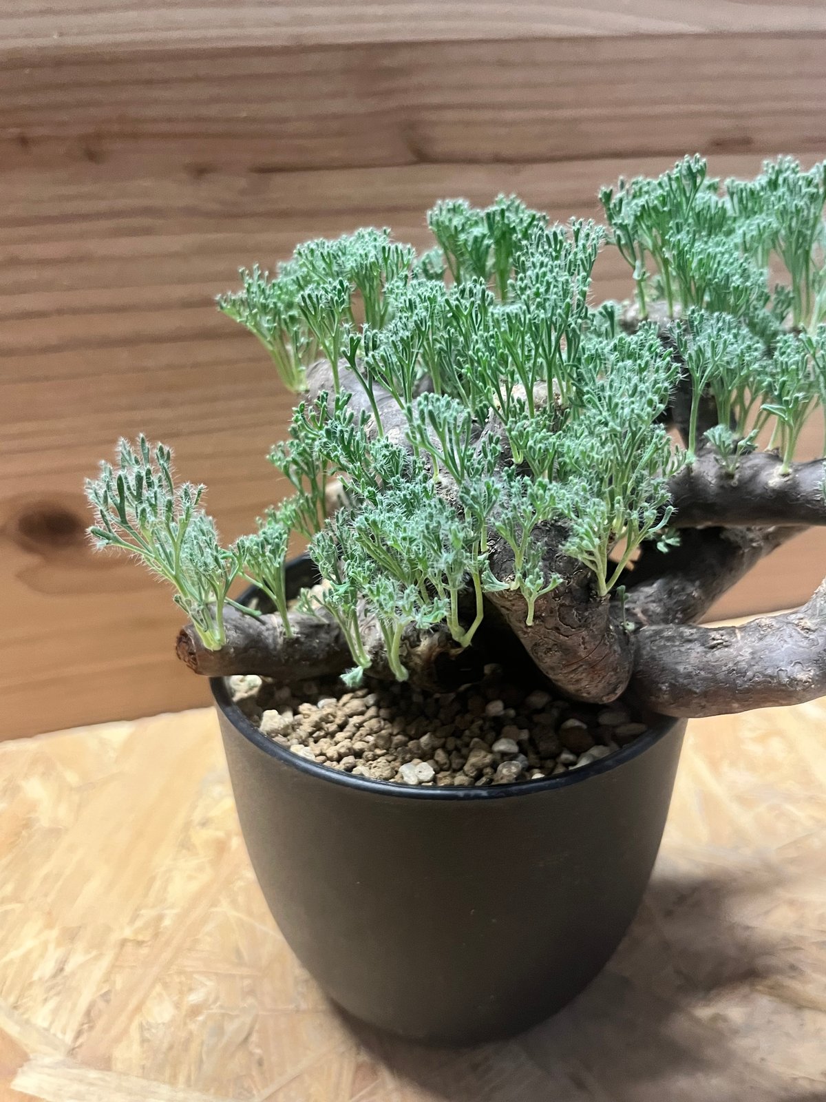 モンソニア ムルチフィダ （サルコカウロン） | GREEN LUCK