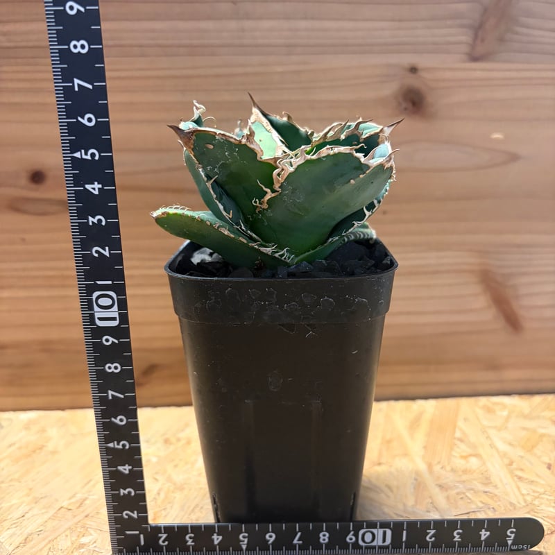 【超本命株】【現物出品】 1241アガベ チタノタ 蚩尤 龍門 “蚩尤”】アガベ/チタノタ/ブツブツ/極上株/バンド幅 - メルカリ
