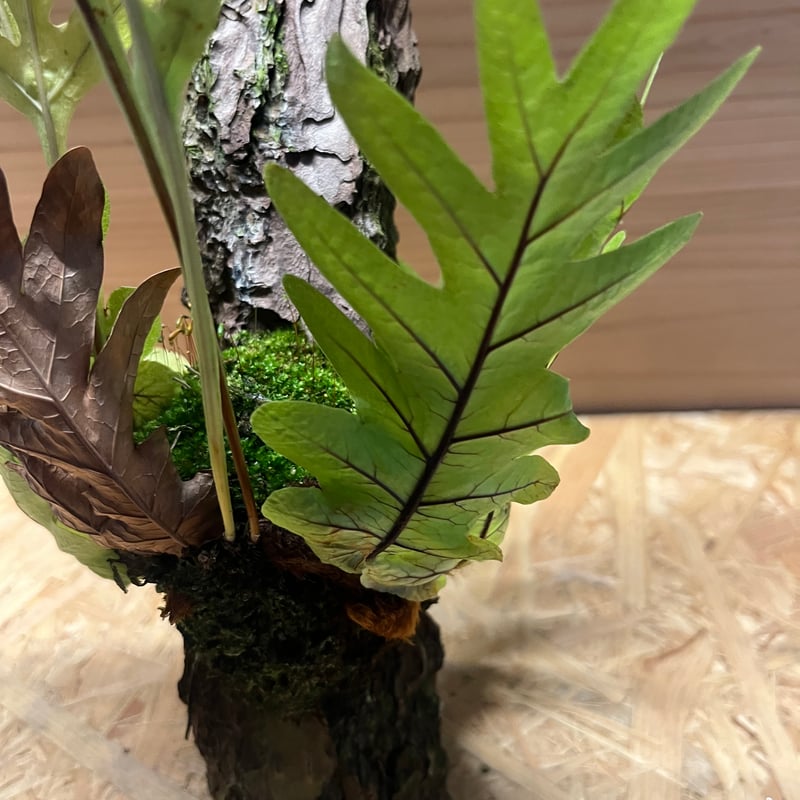 ビカクシダ エレウィル ドリナリア たぬき様 Drynaria quercifolia