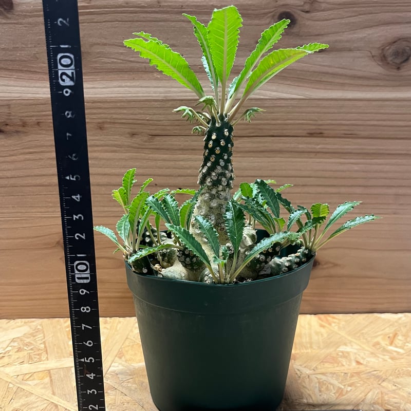 ドルステニア ラブラニー | GREEN LUCK