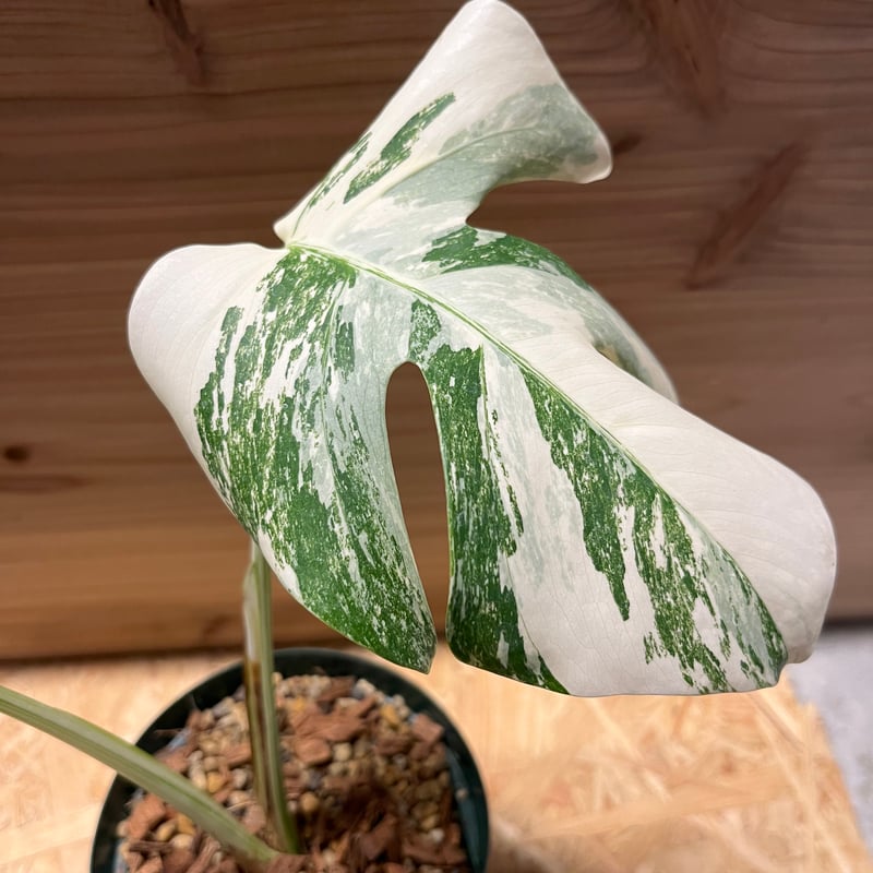 特大株 実付き 黄斑 斑入り モンステラ 希少 もろい 果実 極上 黄斑 実