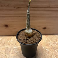 オトンナ レピドカウリス | GREEN LUCK