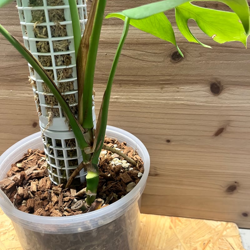 超希少なモンステラ デリシオーサ カメレオン 超希少なモンステラ デリシオーサ カメレオン