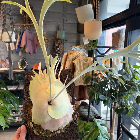 ビカクシダベイチー | STORES