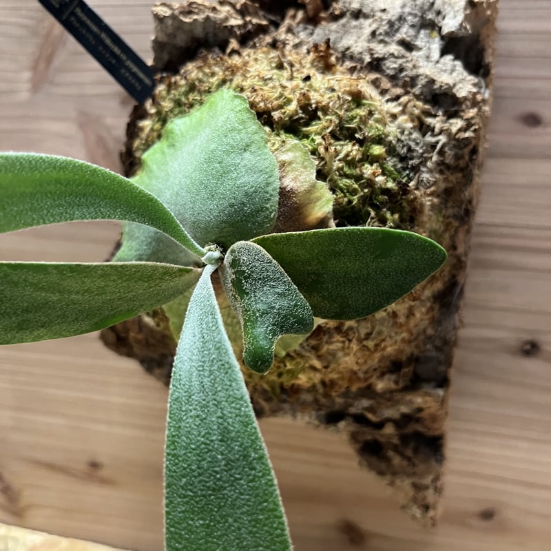 ビカクシダ ウィリンキー ピグマエウム | GREEN LUCK