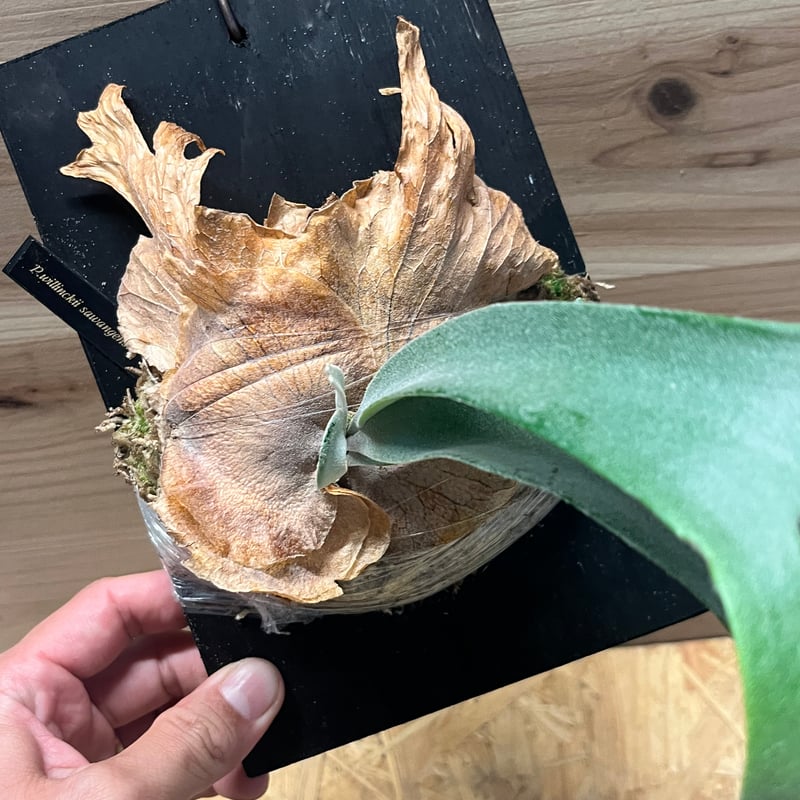 ビカクシダ　P.willinckii 'Sawangensis' ビカクシダ P.willinckii 'Sawangensis'