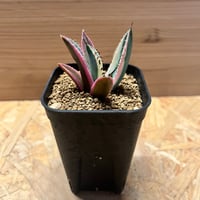 アガベ オテロイ レッドベノム | GREEN LUCK