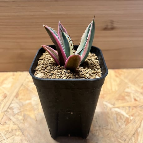 アガベスナグルトゥース | STORES