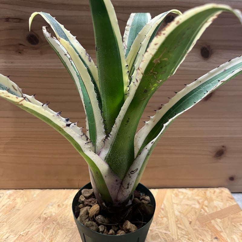 ホヘンベルギア カーラ | GREEN LUCK