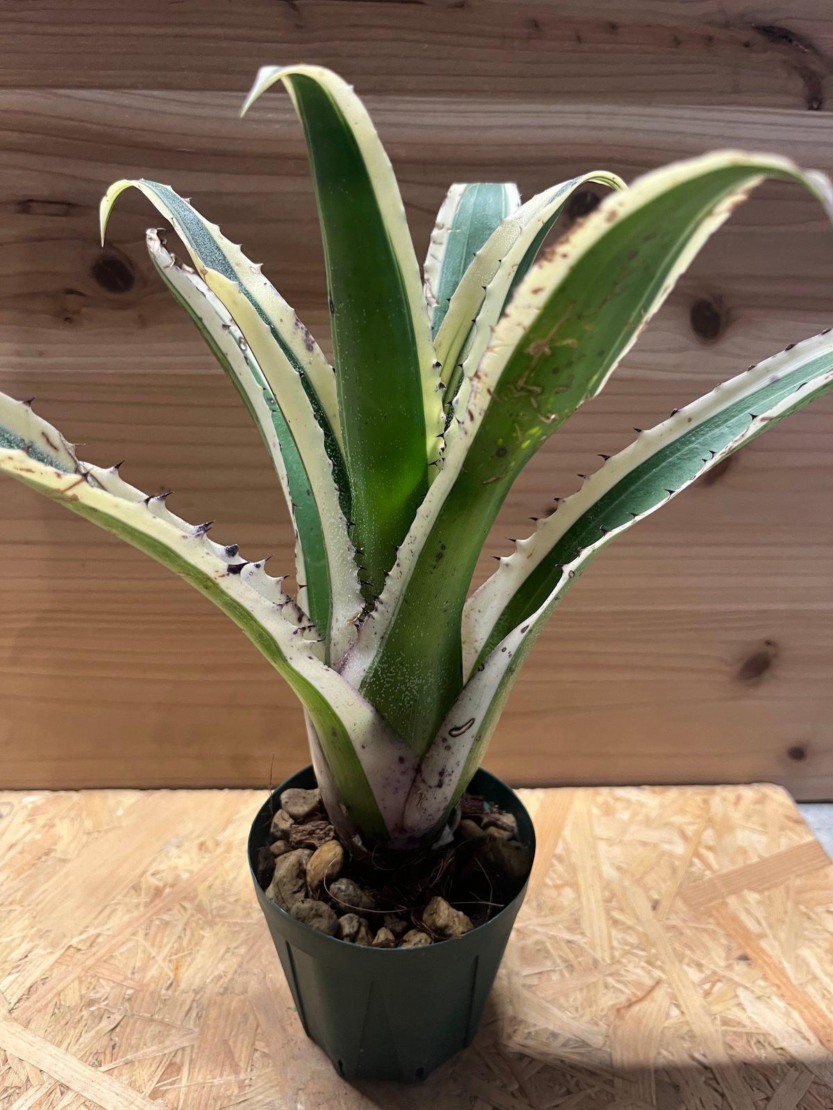 ホヘンベルギア カーラ | GREEN LUCK