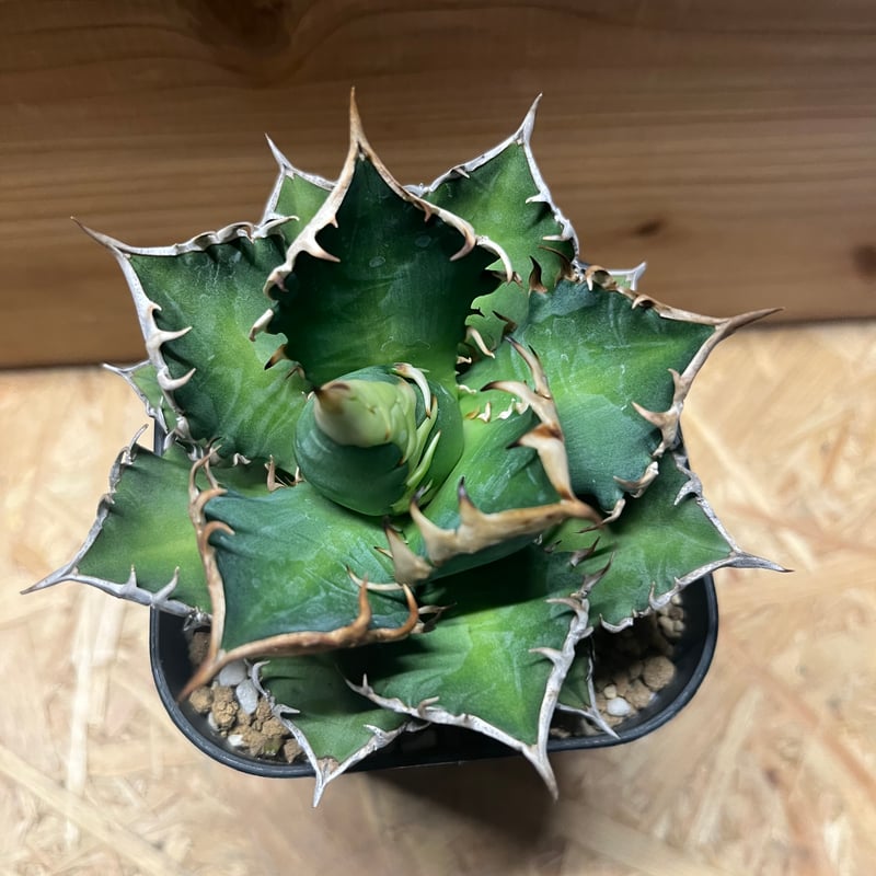 アガベ チタノタ サンクラウン | GREEN LUCK