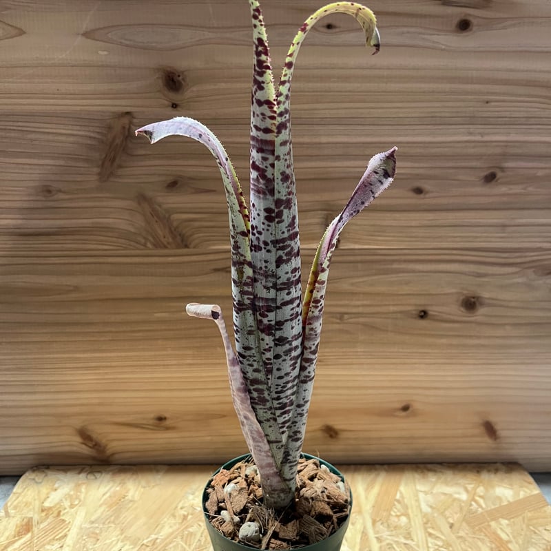 ケスネリア マルモラータ ラファエルオリベイラ | GREEN LUCK