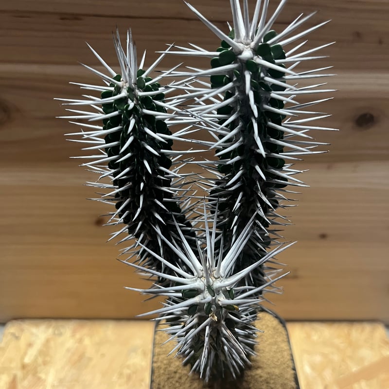 アローディア モンタグナッキー | GREEN LUCK