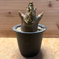 アデニウム　アラビカム　'ブラックスキン'