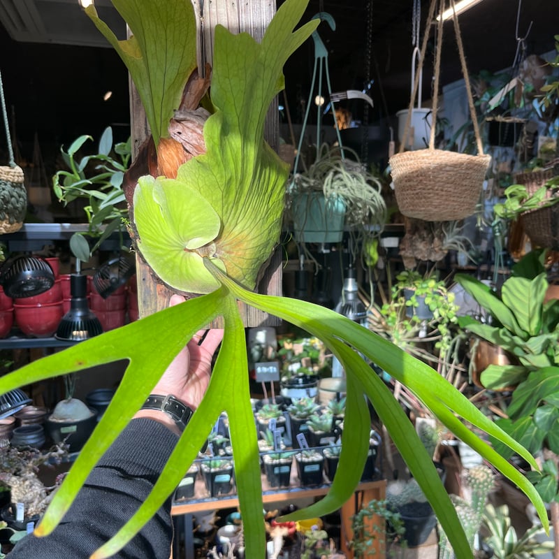 ビカクシダ コロナリウム | GREEN LUCK