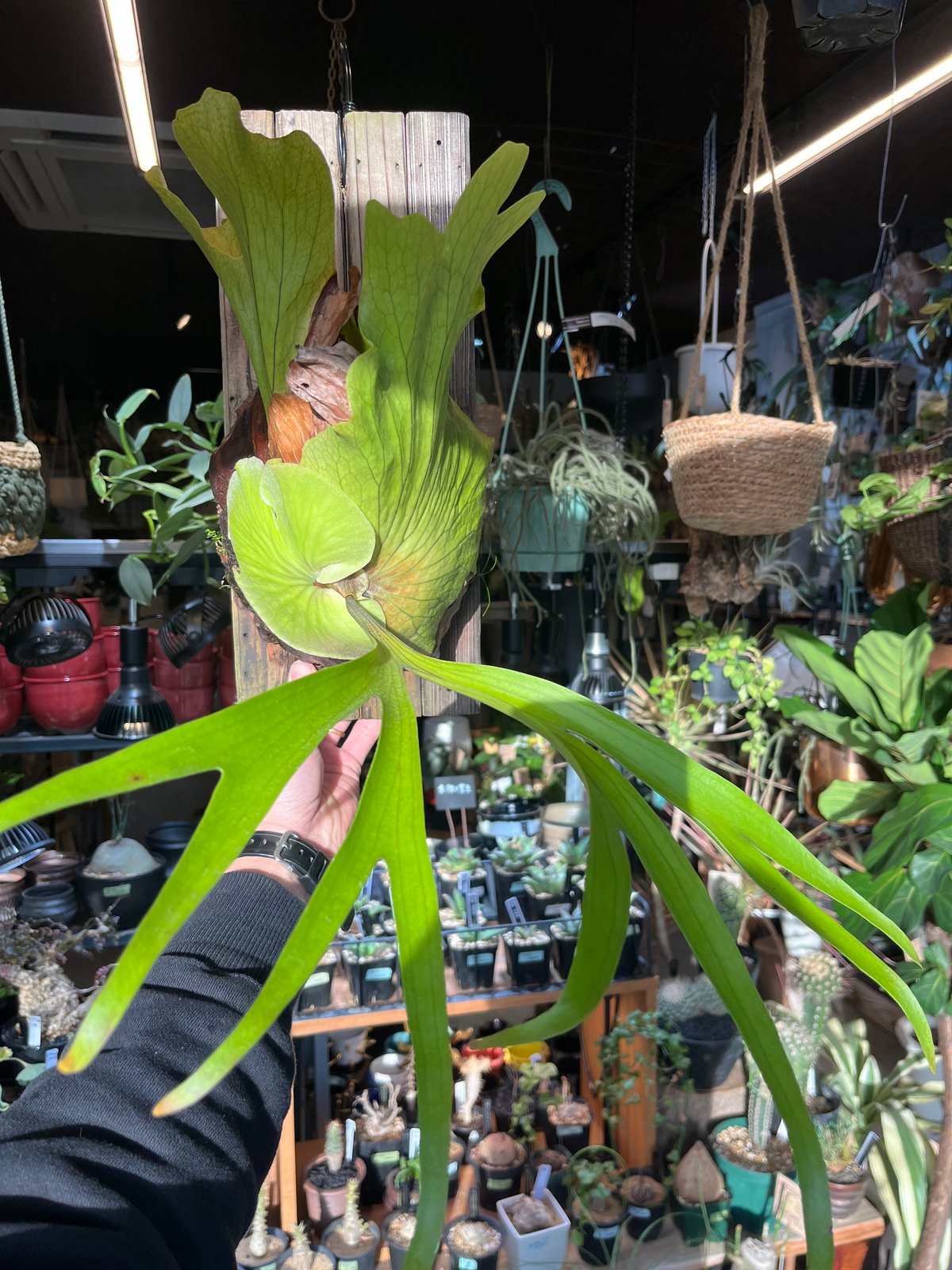 ビカクシダ コロナリウム ホワイト P.coronarium 'white ' 板付