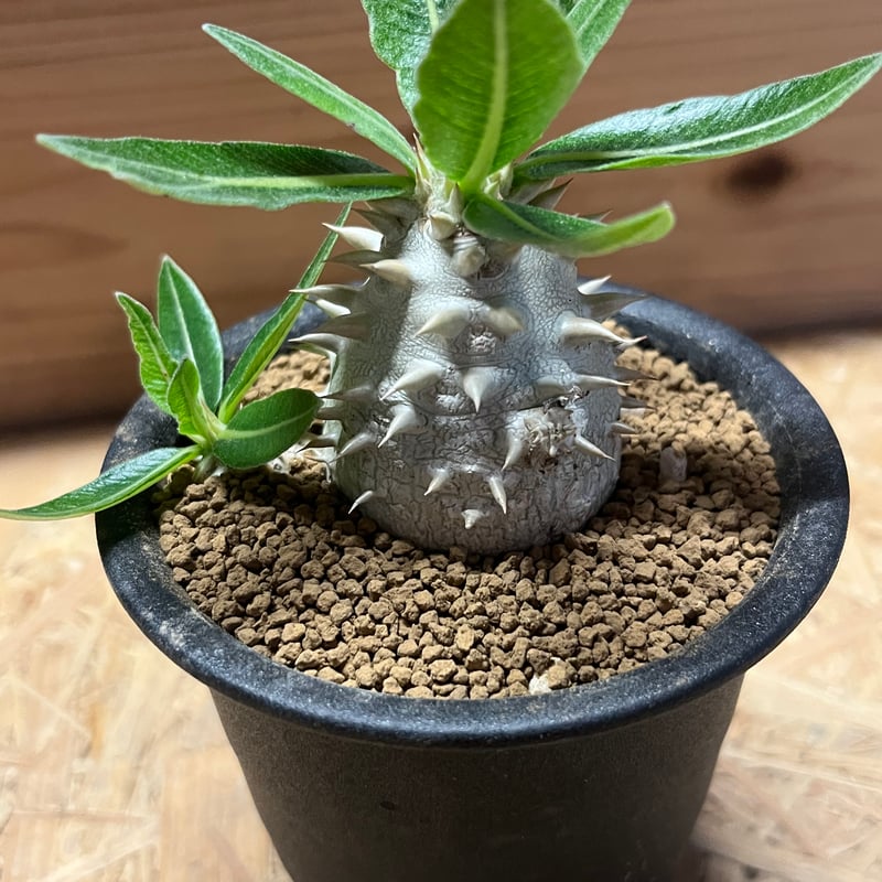 パキポディウム デンシカウレ 恵比寿大黒 | GREEN LUCK