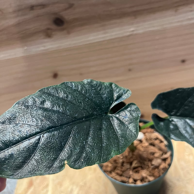アロカシア　アントロベルベット 楽天市場】アロカシア アントロベルベット 観葉植物 珍しい品種