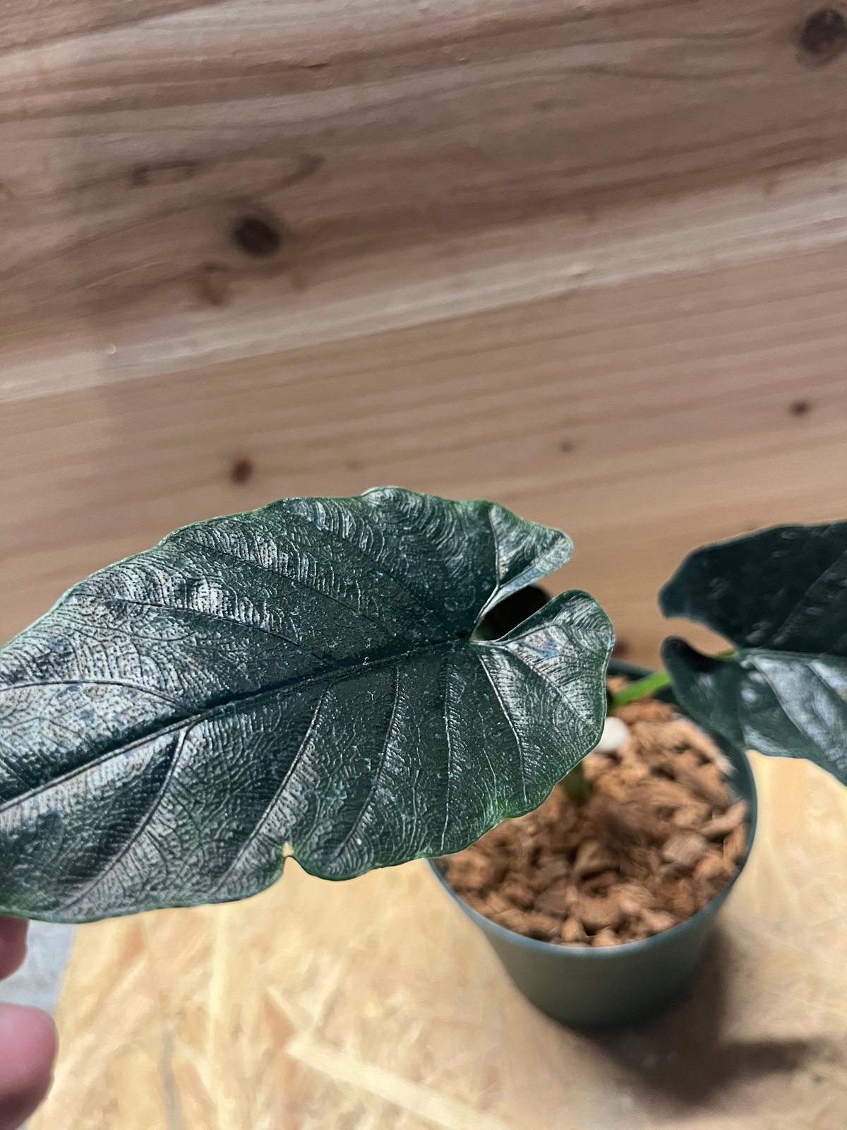 fit=scale-down,w=1200