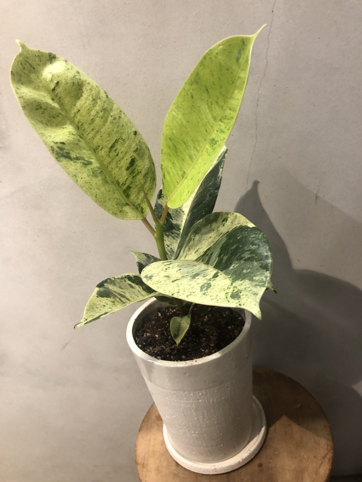 フィカス ジン | GREEN LUCK