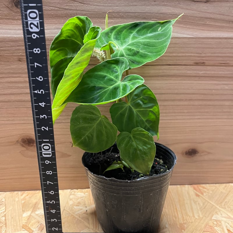 フィロデンドロン ベルコーサム | GREEN LUCK