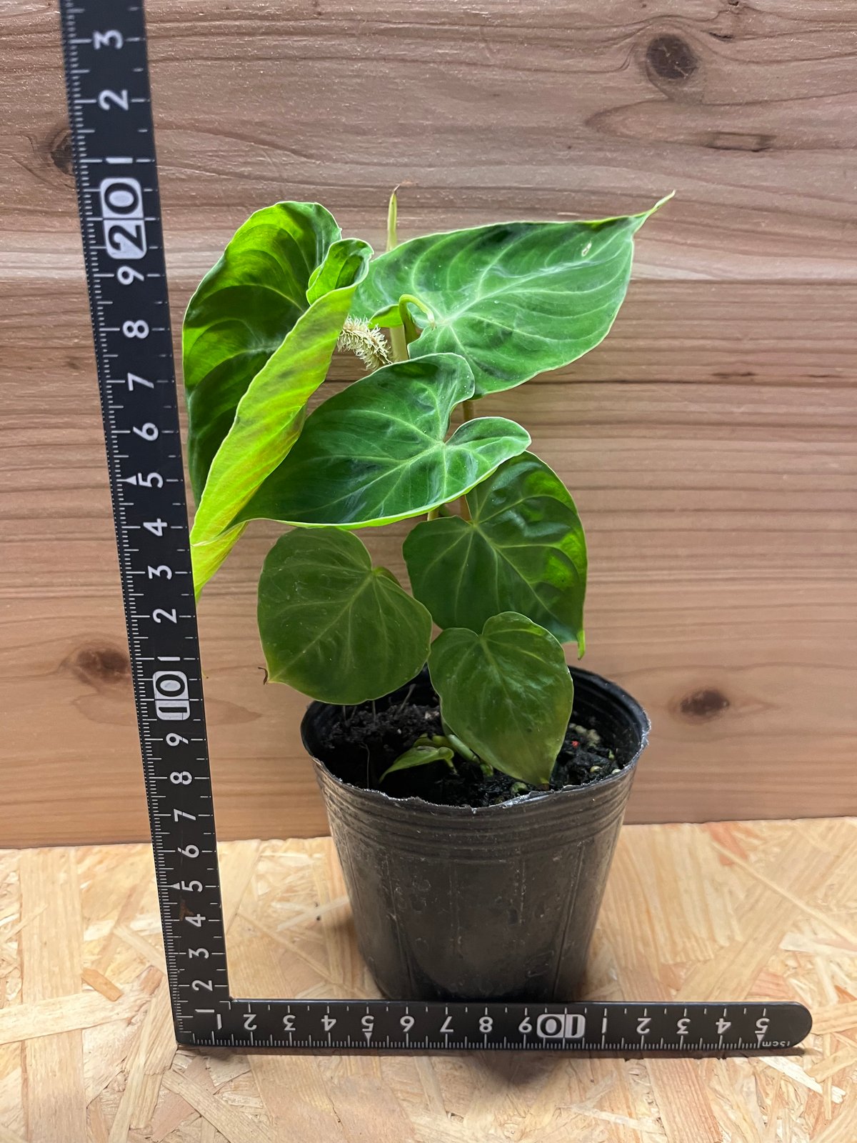 フィロデンドロン ベルコーサム | GREEN LUCK