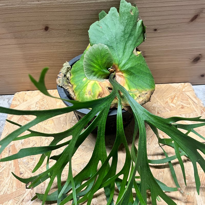 ビカクシダ キッチャクード シン | GREEN LUCK