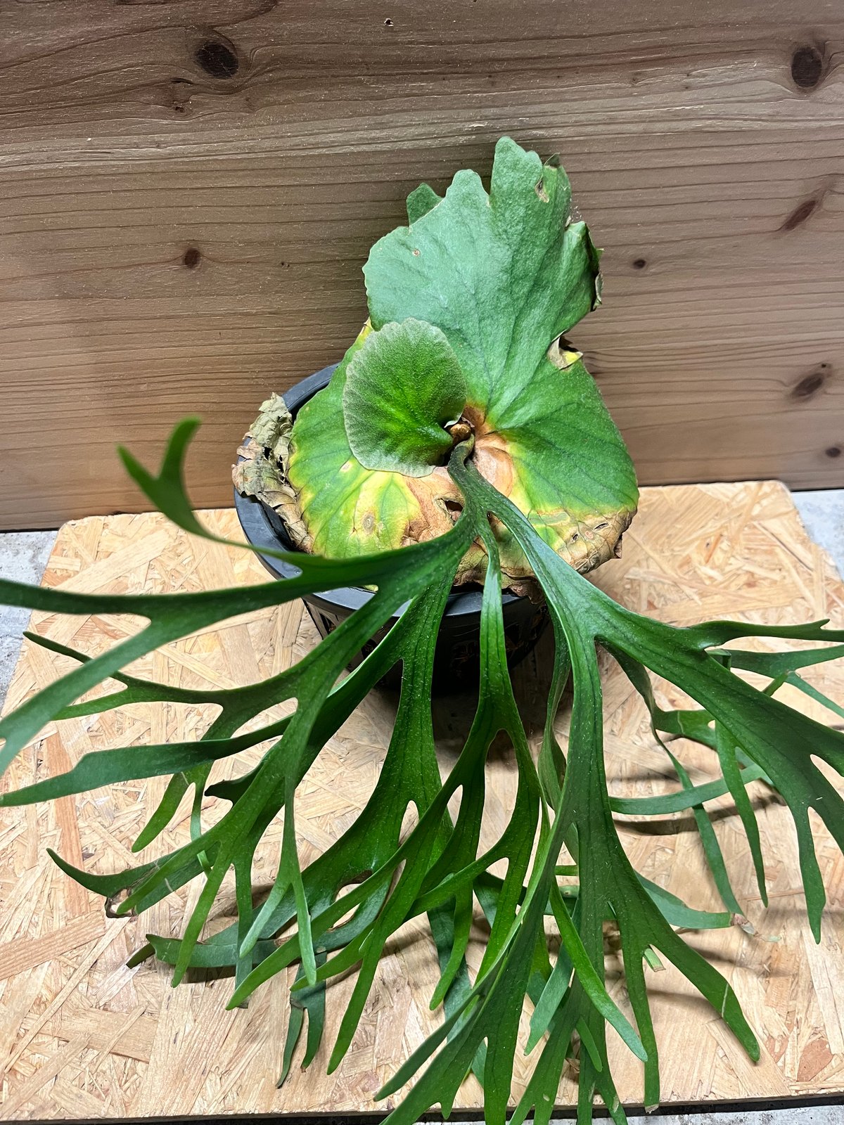 写真追加　キッチャクードthin ビカクシダ ビカクシダ キッチャクード細葉 「Platycerium kitshakood thin l