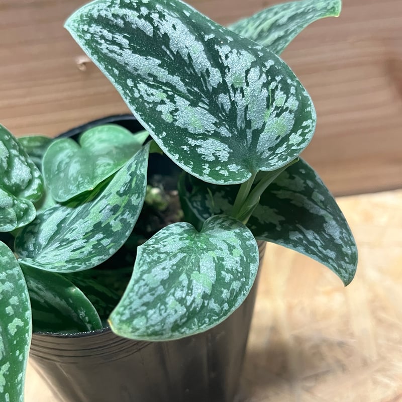 スキンダプサス ピクタス トリカラー | GREEN LUCK