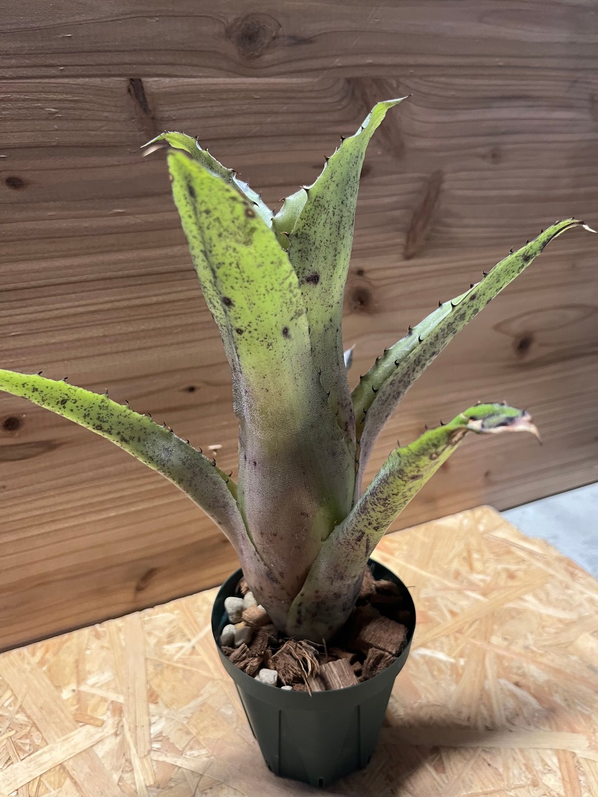 ホヘンベルギア sp.Leme #2203 | GREEN LUCK